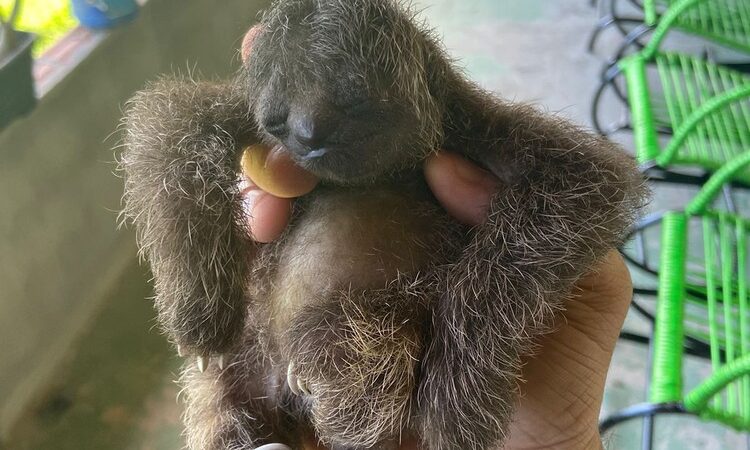 Bicho-preguiça é resgatado pelo BPA em povoado na cidade de Coruripe