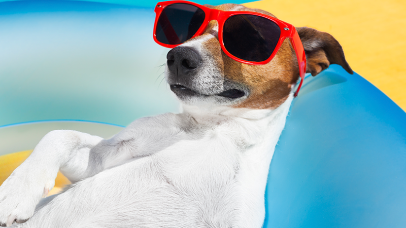 Veja quais são os cuidados essenciais com os cães no calor