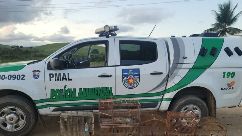 Resgate de mais de 20 pássaros silvestres em Maceió e São José da Laje, AL