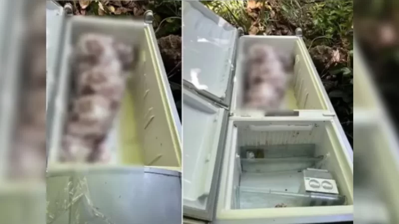 Justiça concede liberdade a pai que ajudou filho a esconder corpo em geladeira