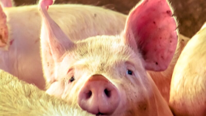 Operação Conjunta de Fiscalização Combate Abate Clandestino de Suínos