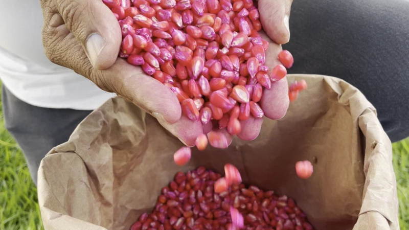 Governo alagoano planeja distribuir mais de mil toneladas de sementes para plantio em 2024