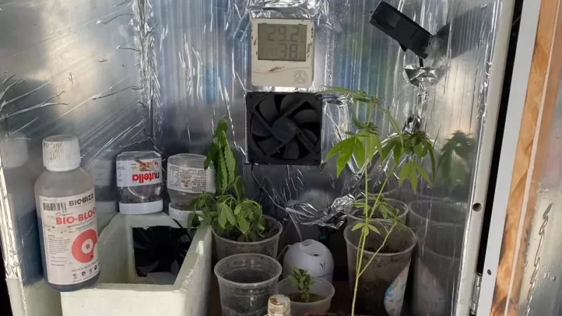 Menores são resgatados em residência com estufa de maconha e arma de fogo