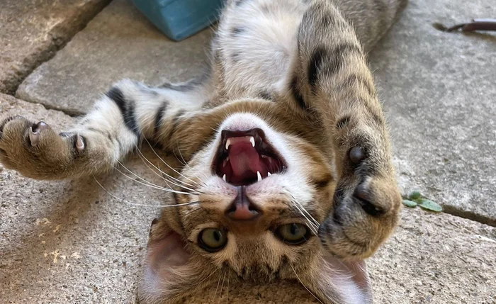 ‘Ela era saudável’, relata tutora de gata morta durante cirurgia