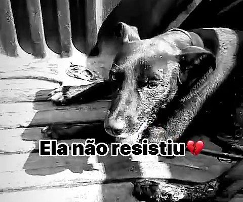 Cadela atropelada e arrastada em Marechal Deodoro não resiste aos ferimentos