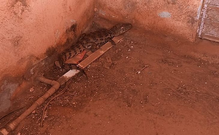 Jacaré é resgatado dentro de residência em Palmeira dos Índios