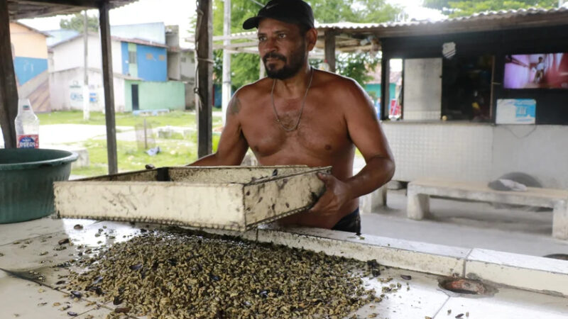Sururu some da Lagoa Mundaú e preço ‘explode’ em Maceió