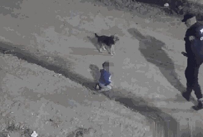 Bebê ‘foge’ de casa engatinhando com cachorro e é encontrado pela polícia na rua