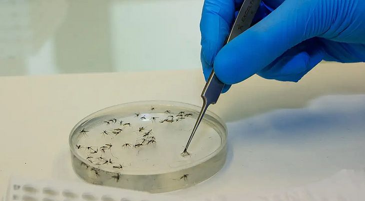 Ministério da Saúde faz alerta para aumento de casos de febre oropouche