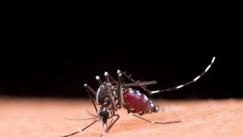 Maceió registra primeira morte causada pela dengue em 2024