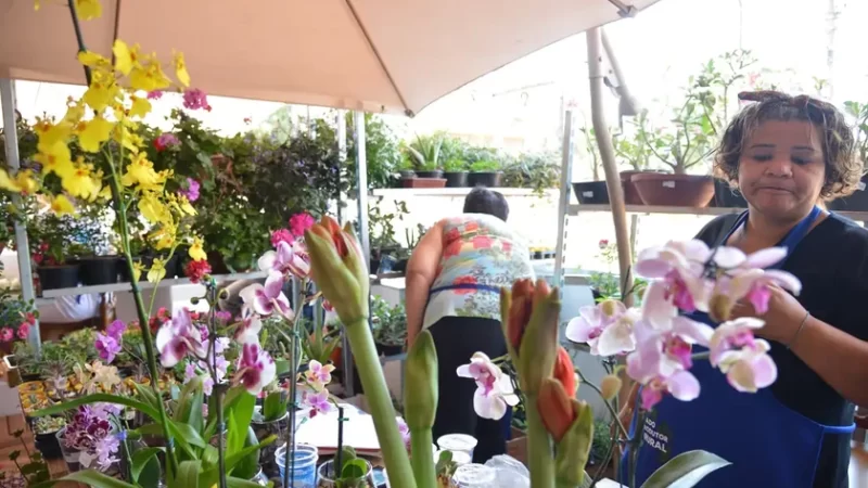 Desenrola para MEI e micro e pequenas empresas começa nesta segunda