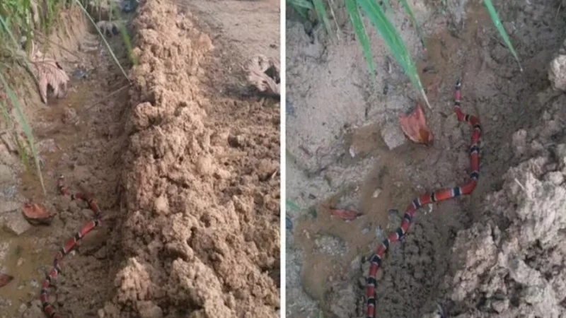 Cobra considerada a mais venenosa do Brasil é encontrada em escola