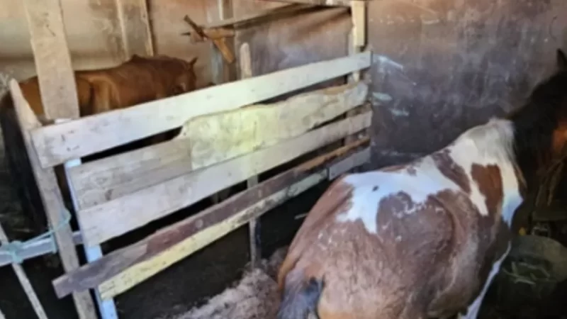 Idoso de 83 anos é filmado estuprando égua de estimação