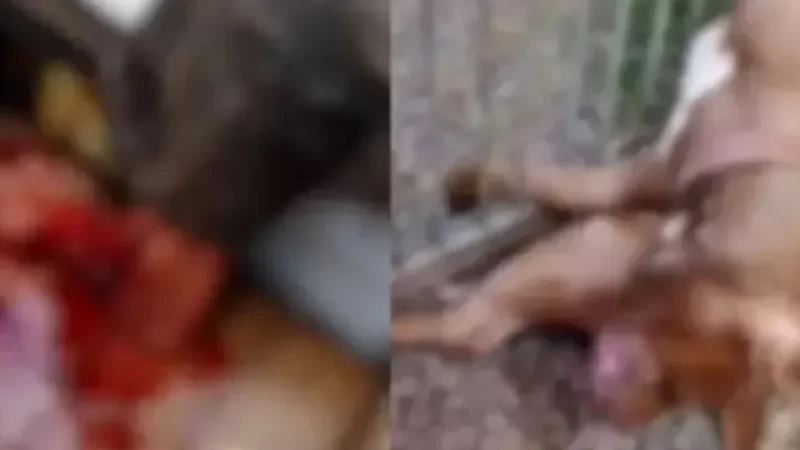 Pit-bull é sacrificado após ataque a duas pessoas no Paraná