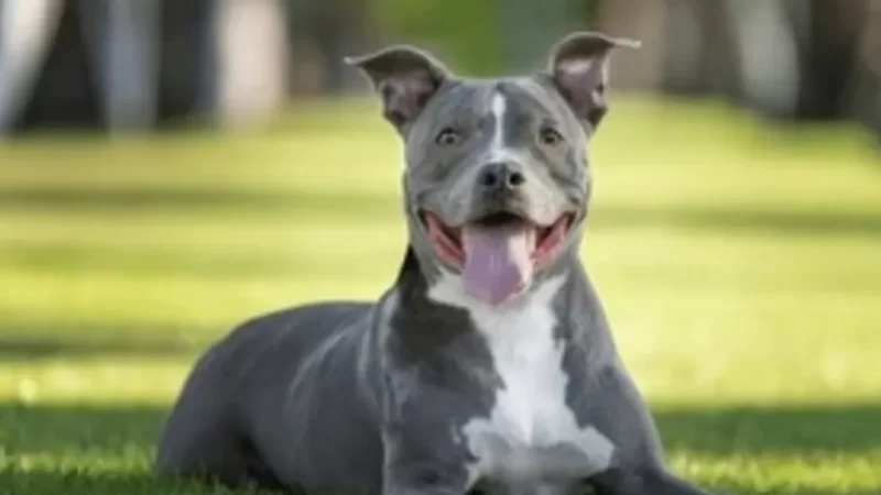 Pitbull abandonado em casa escapa da corrente e causa pânico entre moradores