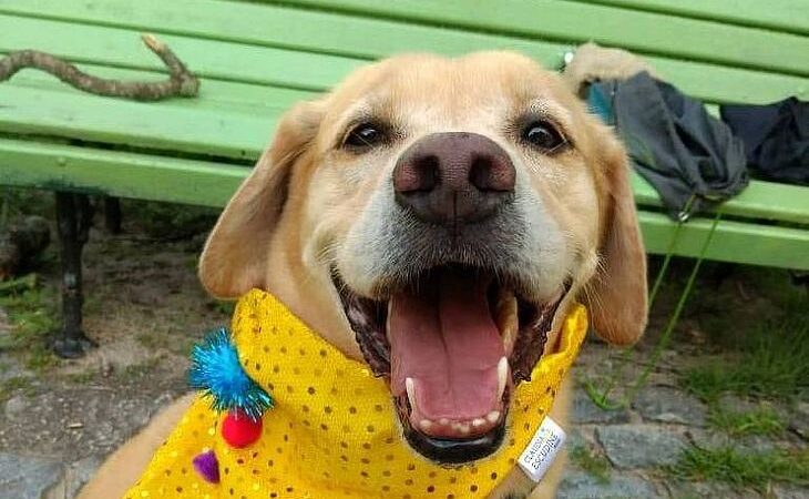 Glifosato: polícia apura se uso de herbicida provocou envenenamento de 40 cães