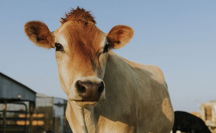 País da Europa vai taxar fazendeiros em mais de R$ 500 por vaca para compensar emissão de carbono