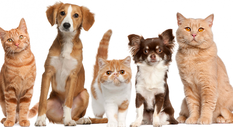 Homem é preso acusado de envenenar gatos e cachorros no bairro do Prado