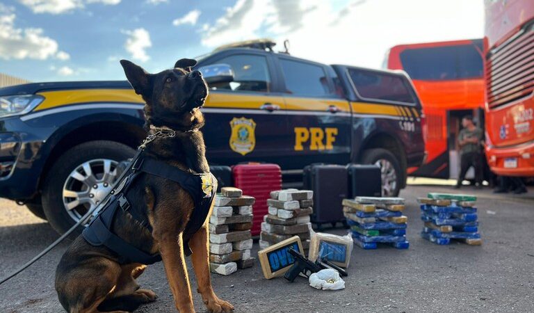 PRF apreende quase 48kg de entorpecentes em ônibus interestadual