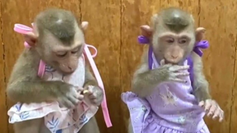 Memes “fofos” de macacos escondem maus-tratos, aponta relatório