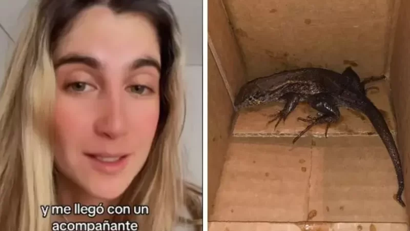 Colombiana compra air fryer e recebe lagarto na caixa