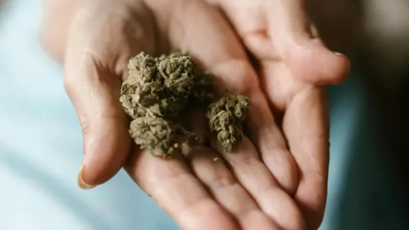 Decisão do STF sobre porte de maconha demanda novos procedimentos