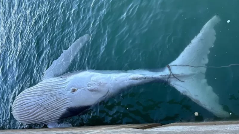 Filhote de baleia Jubarte é encontrado morto no Porto de Maceió