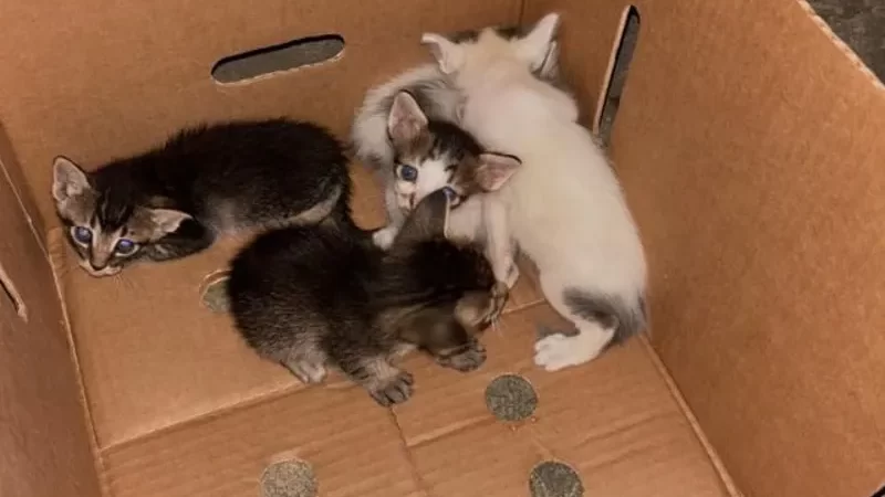 Homem é preso em flagrante por suspeita de ter abandonado gatinhos em Maceió