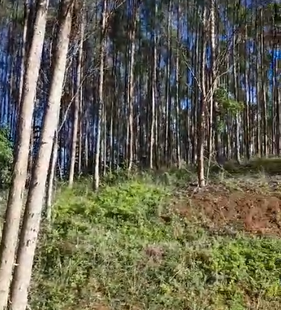 Homem é torturado e morto por organização criminosa por causa de cocaína enterrada