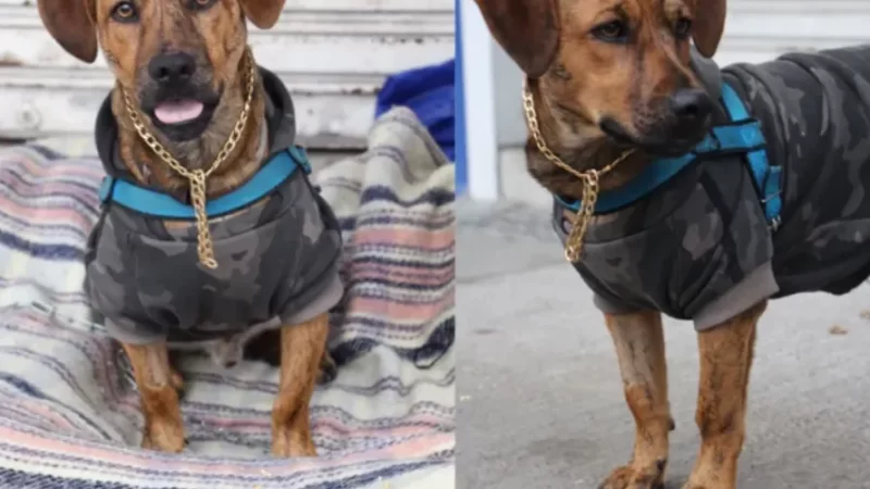 Justiça determina que cachorro recolhido seja devolvido a casal em situação de rua