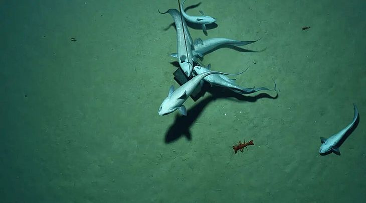 Cientistas descobrem “oxigênio negro” sendo produzido no fundo do oceano