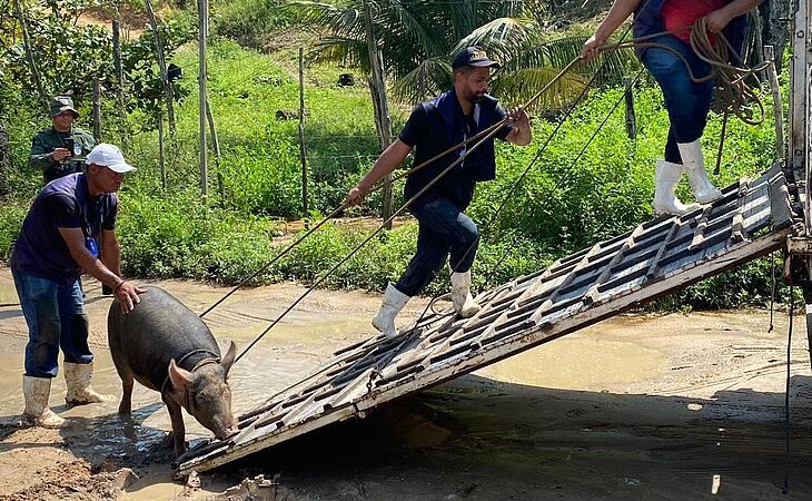 Fiscalização recolhe porcos criados em condições insalubres em Riacho Doce