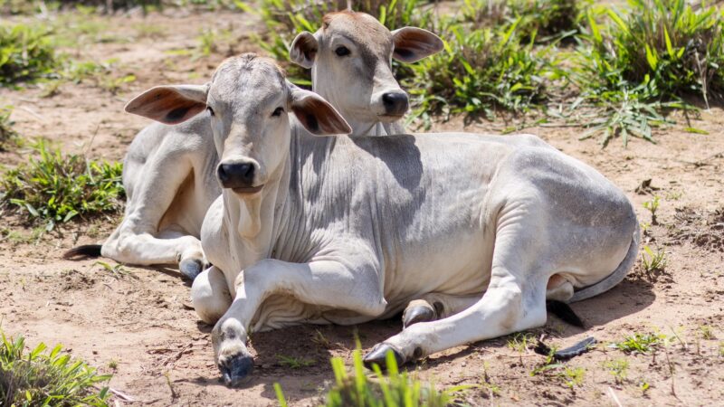 Estimativa do PIB de Alagoas para 2024 é a melhor do Nordeste e a 3ª maior do país