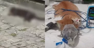Polícia investiga envenenamento e morte de gatos dentro de condomínio em Maceió