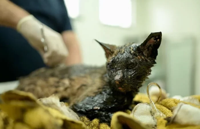 Gato é encontrado coberto de asfalto