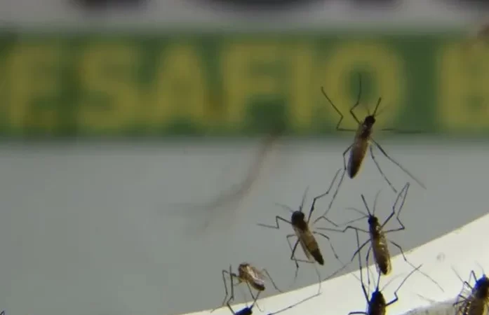 Alagoas tem 21 óbitos suspeitos por dengue, aponta boletim