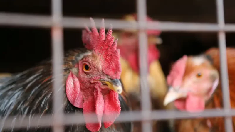 Brasil suspende exportações de carne de aves e seus produtos