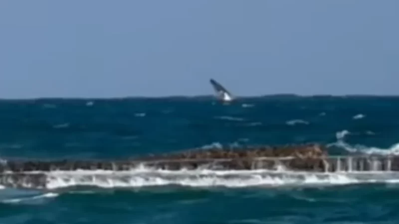 Baleia jubarte é flagrada saltando na Praia do Francês, em Alagoas