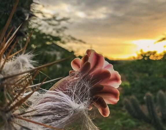 Agosto nos surpreenderá de novo? Previsão indica mês mais quente e seco: o que esperar?
