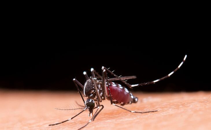 Dengue: Maceió tem aumento de 227% de casos confirmados em comparação com o ano passado