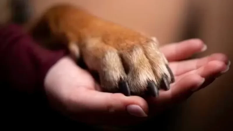 Após divórcio, cachorro recebe direito a pensão alimentícia