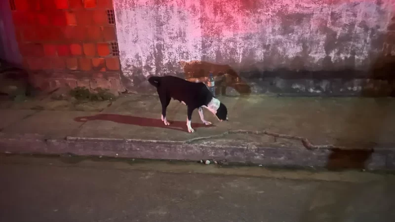 Triplo homicídio: cadela acompanha corpo de tutor sendo retirado de casa