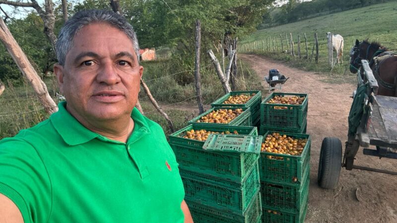 Palmeira dos Índios se destaca mundialmente na safra de umbu-cajá