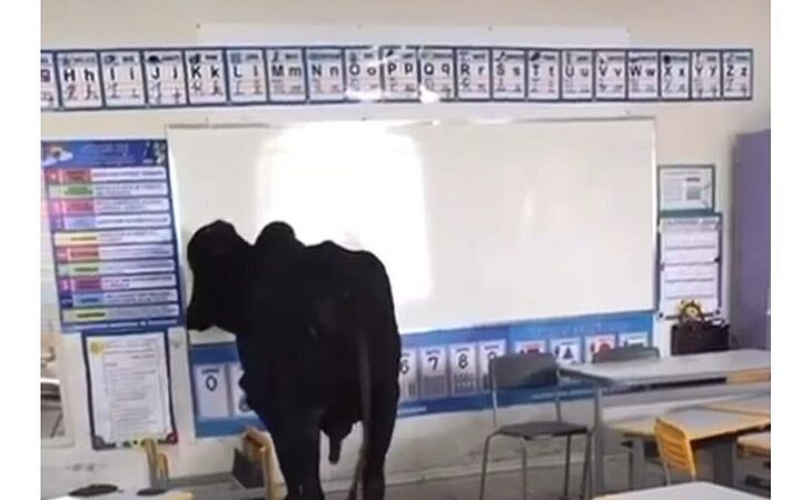 Boi invade escola, entra em sala de aula e deixa uma criança ferida