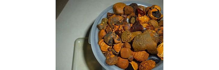 Pedras de vesícula de boi: o que são, para que servem e por que 1 kg pode custar R$ 1 milhão