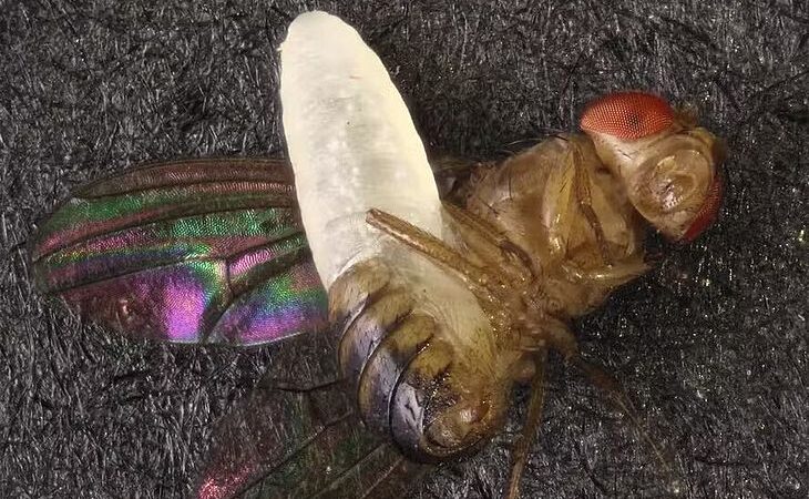 Nova vespa ‘parasita’ que ataca moscas é descoberta em quintais e impressiona cientistas