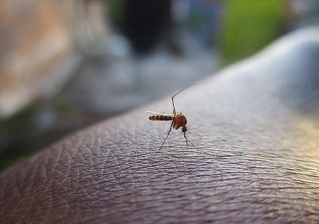 Sesau registra 18 mortes por dengue em Alagoas; casos confirmados ultrapassam 14 mil