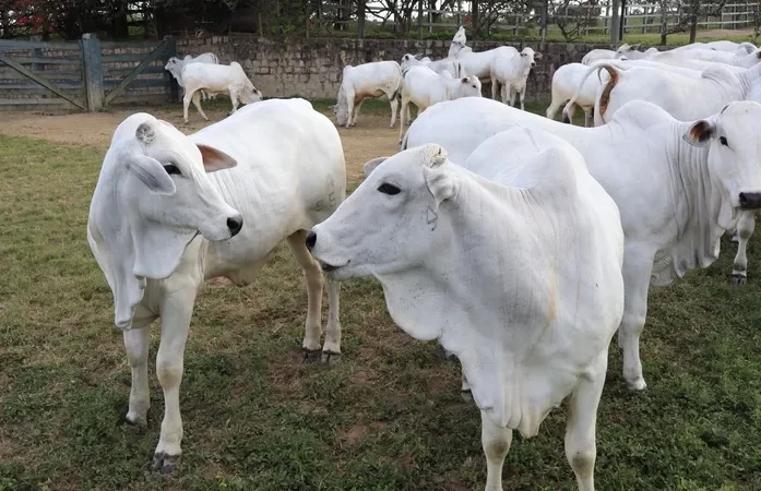 Pecuária de corte aposta em recuperação do mercado em AL