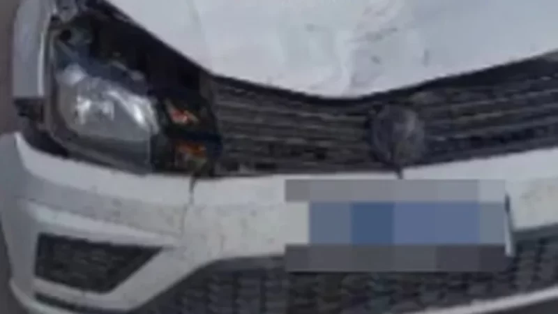 Motorista colide com jumento que atravessou rodovia repentinamente