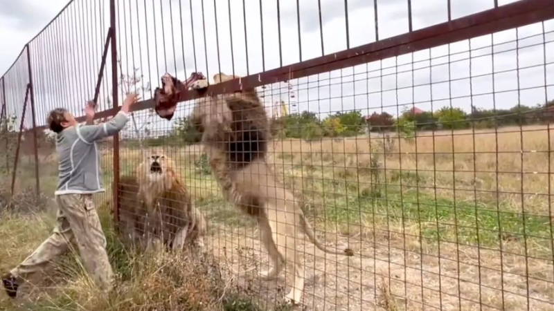 ‘Simplesmente a despedaçaram’: cuidadora é morta por leões em parque de safári